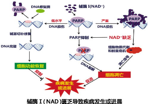輔酶 I 開(kāi)啟細(xì)胞損傷修復(fù)新篇章