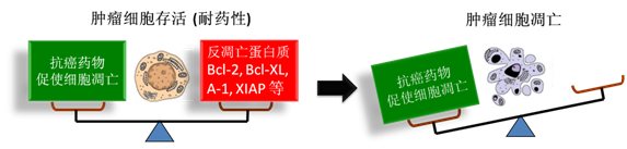 圖 1：腫瘤細胞通過反凋零蛋白產(chǎn)生耐藥性，對反凋零蛋白的抑制將改變平衡，消除腫瘤耐藥性。