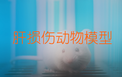 肝損傷動(dòng)物模型/四氯化碳肝損傷模型