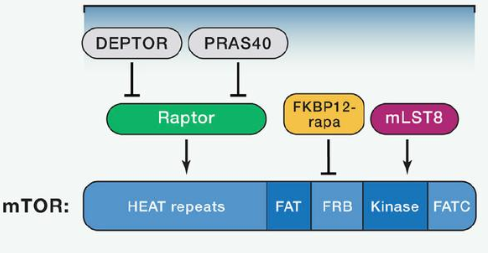 mTORC1由mTOR、Raptor和mLST8以及非核心組件PRAS40和Deptor組成