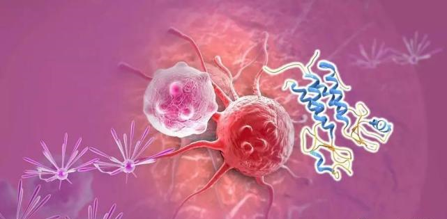 【盤點】高選擇性mTOR抑制劑的研究進程_美迪西生物醫(yī)藥