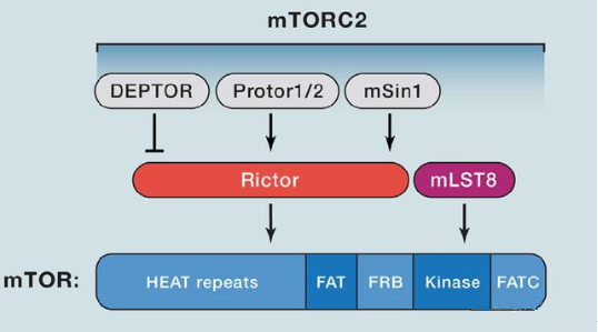 mTORC2的組成蛋白主要有Rictor、mSin1、mSLT8和Protor等