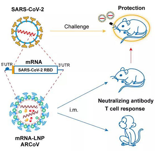 脂質(zhì)納米顆粒mRNA疫苗-(mRNA-LNP).jpg 脂質(zhì)納米顆粒mRNA疫苗-(mRNA-LNP).jpg