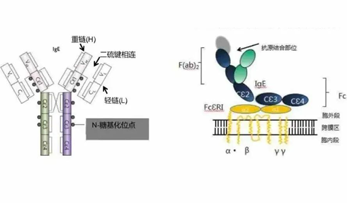 美迪西助力 | 濟(jì)民可信lgE抗體藥物JYB1904獲批臨床