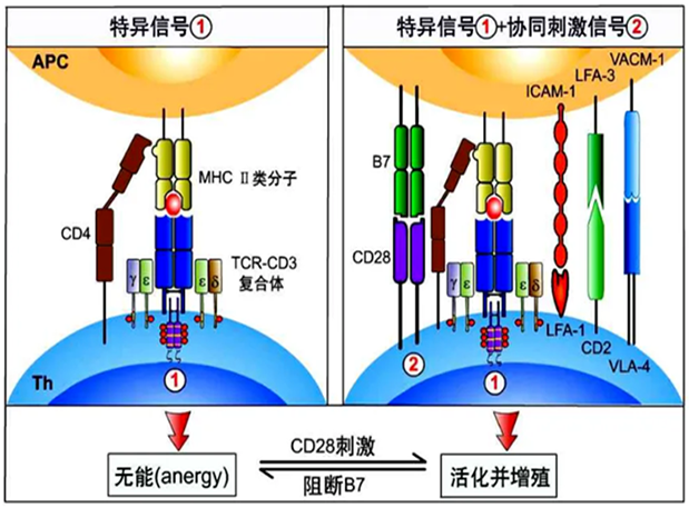 美迪西助力 | 國(guó)內(nèi)CD19×CD3×CD28三特異性抗體獲FDA默示許可