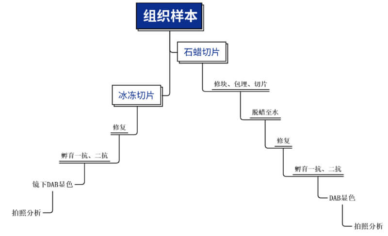 免疫組化技術(shù)平臺(tái)主要步驟.jpg