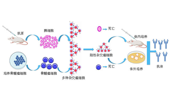 全流程抗體藥物研發(fā)——助力生物藥IND申報(bào)