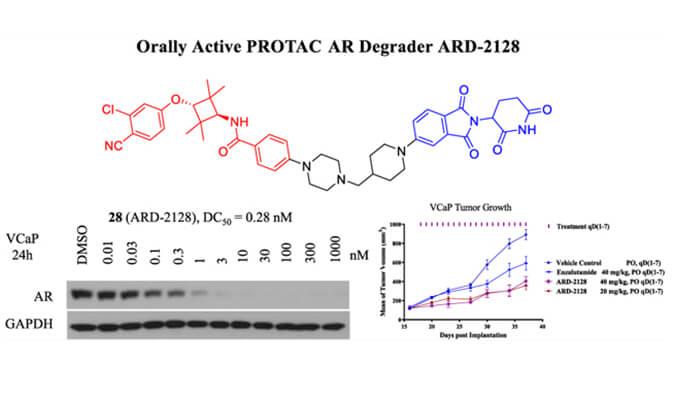 ARD-2128是一種PROTAC AR降解劑，具有出色的血漿和微粒體穩(wěn)定性，本研究中體外穩(wěn)定性和PK研究通過美迪西進(jìn)行