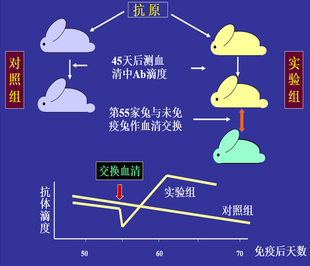 Figure-1：機(jī)體對(duì)抗體濃度變化的感知與反饋性自我調(diào)節(jié).jpg