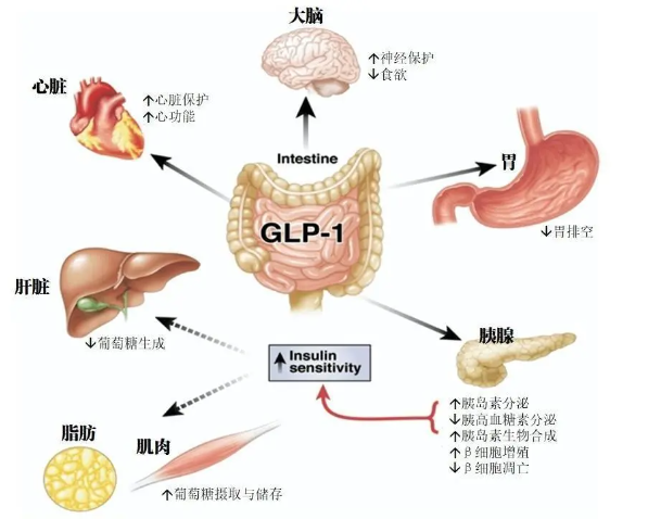 時(shí)代變了！GLP-1讓打針吃藥也能減肥成為現(xiàn)實(shí)