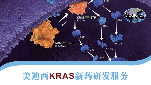KRAS新藥研發(fā)服務(wù)